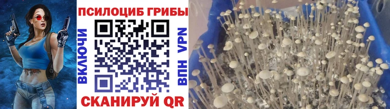 Купить закладки Ахтырский Псилоцибиновые грибы прущие грибы